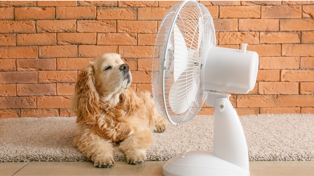 A fan blowing over a bowl of ice on a side table