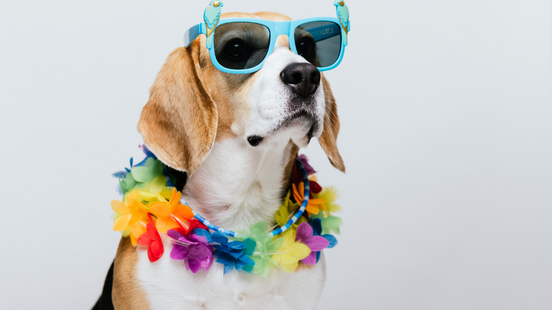 A dog wearing stylish sunglasses in a sunny park, tongue out, happy.