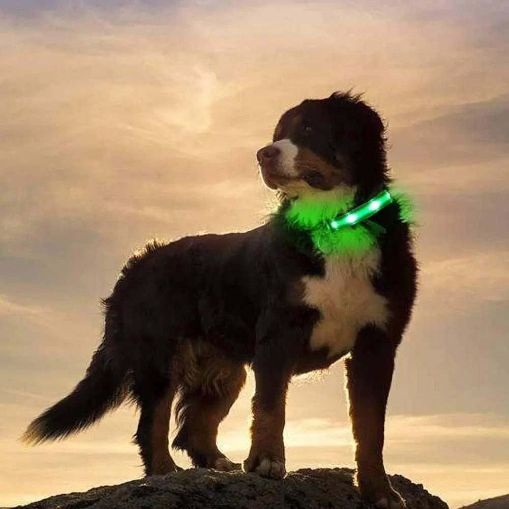 USB Rechargeable LED Pet Dog Collar Flashing Luminous Safety Light up Nylon UK - DynamicDrop Hub