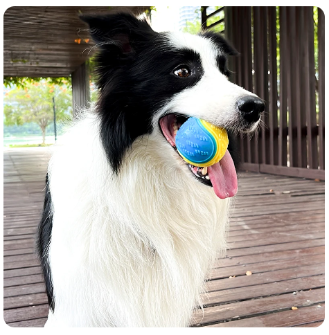 Dog Pet Interactive Teeth Cleaning Bite Resistance Toy Ball