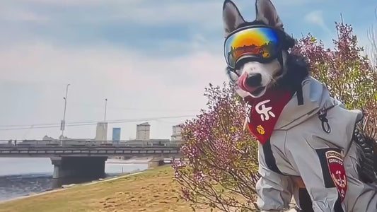 Dog Goggles anti UV Strong Impact Resistance Adjustable Elastic Puppy Large Breed Dog Goggles Breathable Pet Sunglasses
